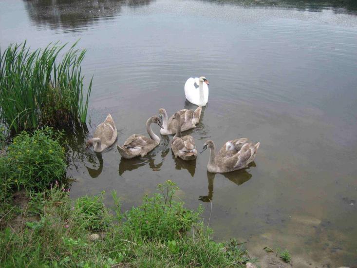 Гута з panoramio.com - Гута