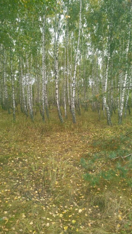 Ровжі з panoramio.com - Ровжи