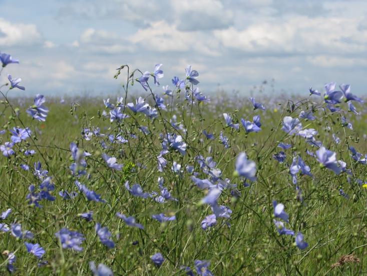 Вересаєве з panoramio.com - Вересаєве