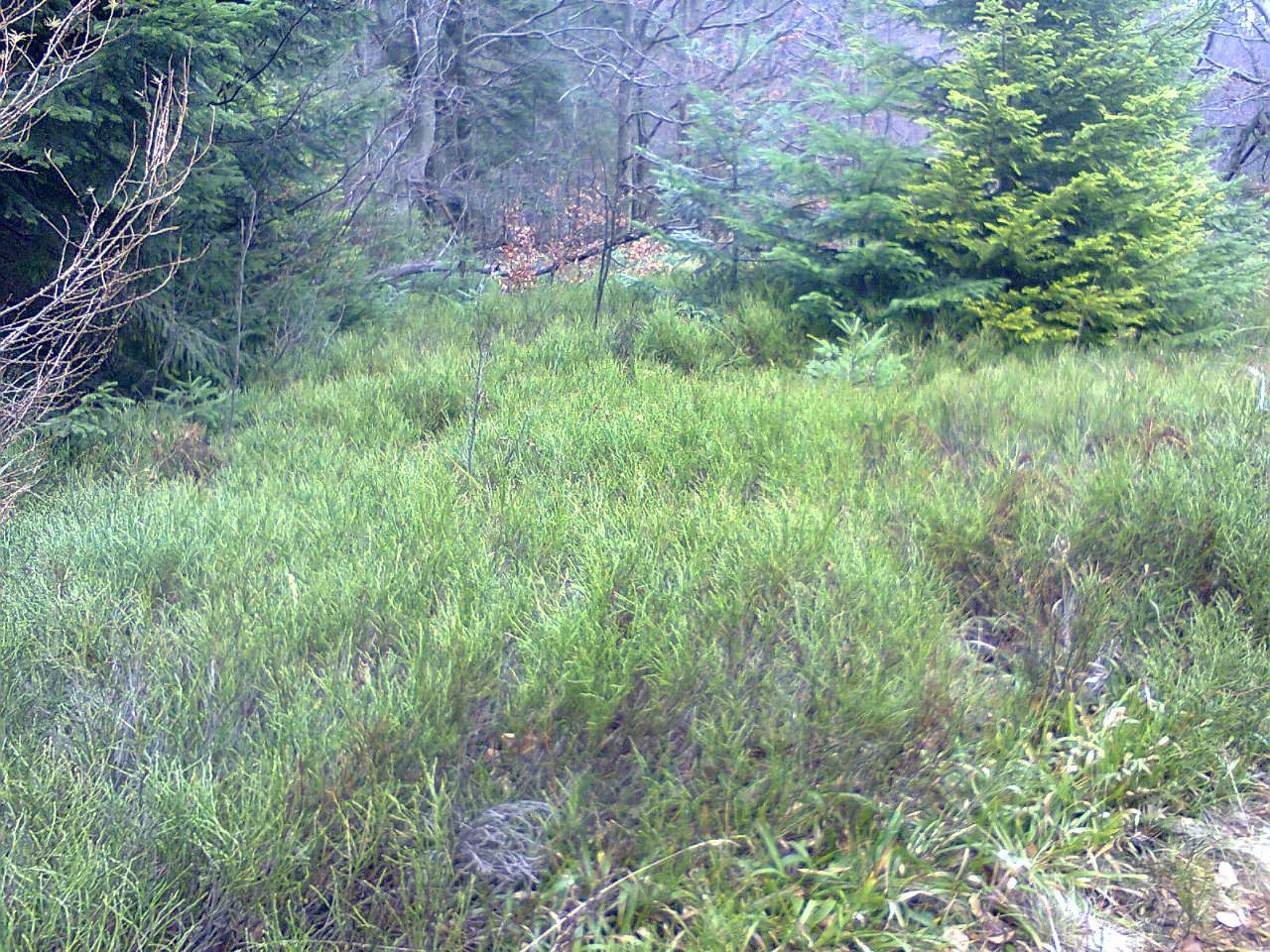 Кіндратів - Кондратов