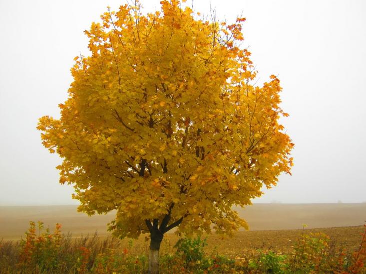 Нововолинськ з panoramio.com - Нововолинськ