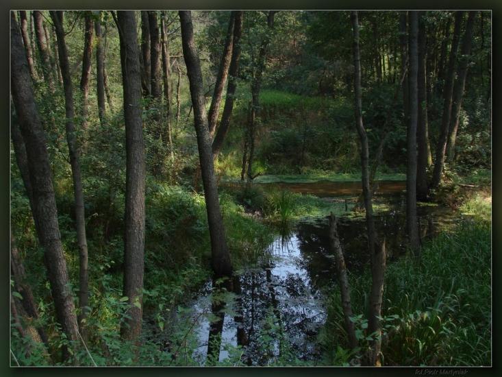 Дев'ятир з panoramio.com - Девятир