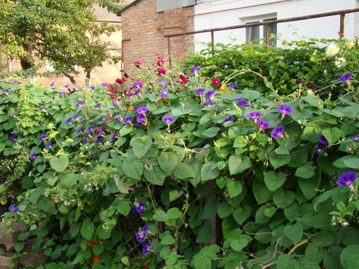 Велика Омеляна з panoramio.com - Велика Омеляна