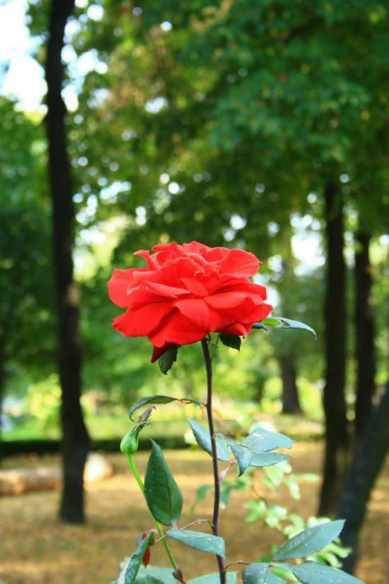 Шевченкове з panoramio.com - Шевченкове