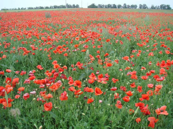 Мангуш з panoramio.com - Мангуш