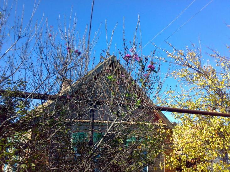 Новолозуватка з panoramio.com - Новолозоватка