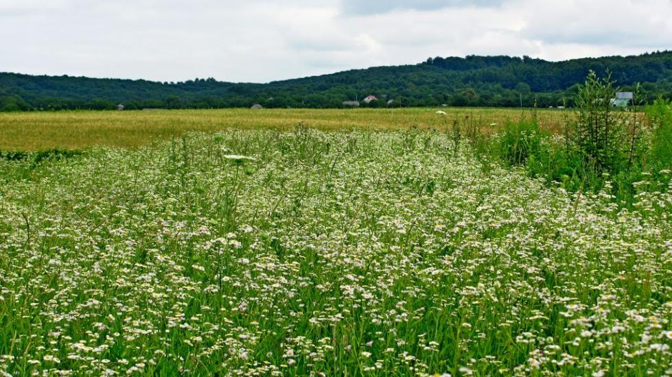 Пониква з panoramio.com - Ponykva