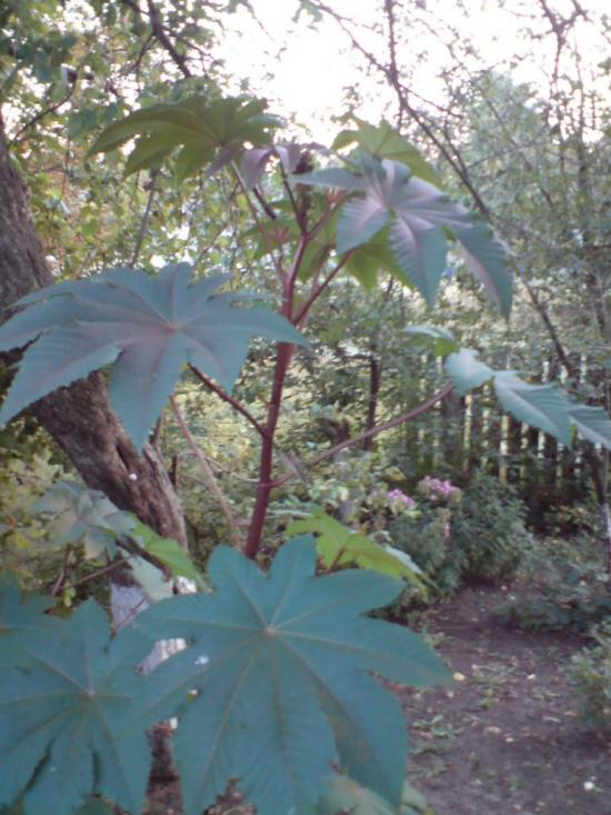 Кудряве з panoramio.com - Кудрявое