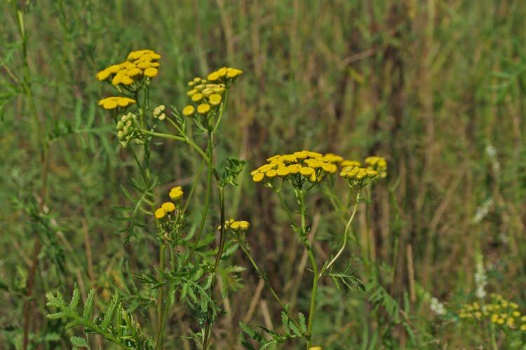 Буланове з panoramio.com - Буланове