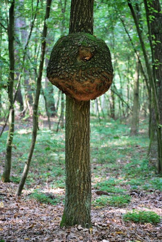 Дерно з panoramio.com - Дерно