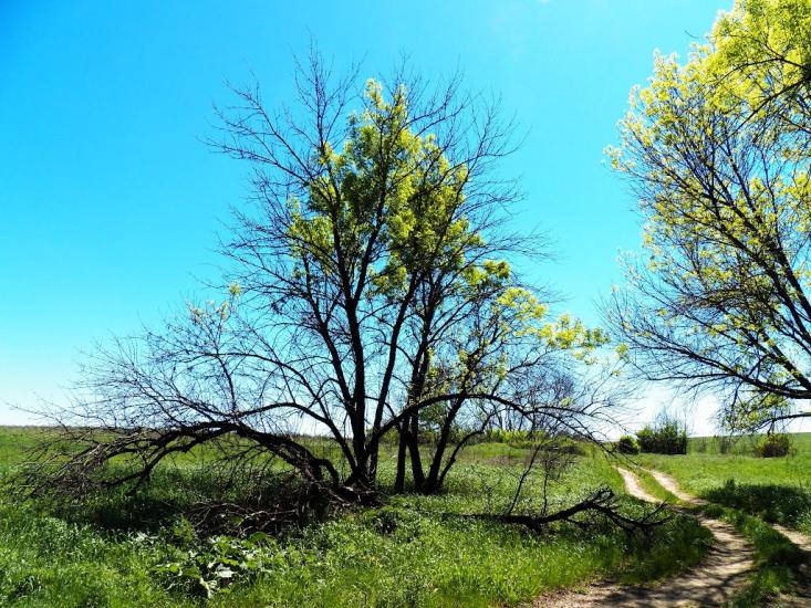 Велика Мартинівка з panoramio.com - Велика Мартинівка