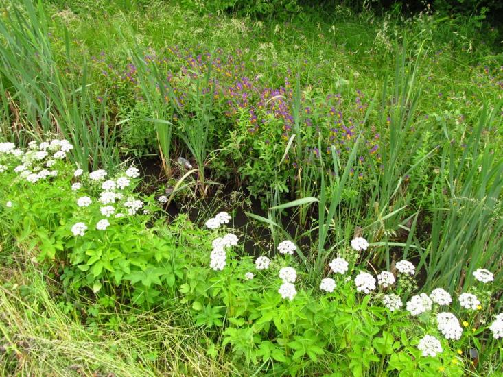 Скобичівка з panoramio.com - Скобичевка