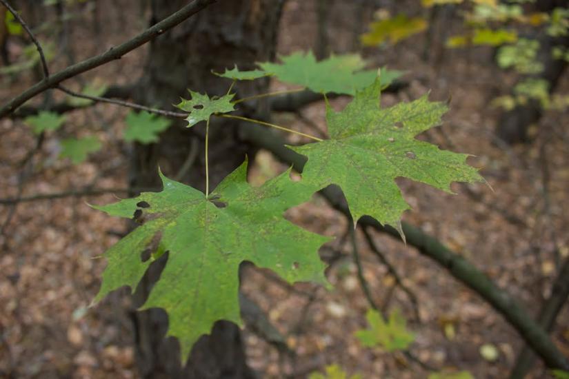 Пантелеймонівка з panoramio.com - Пантелеймонівка
