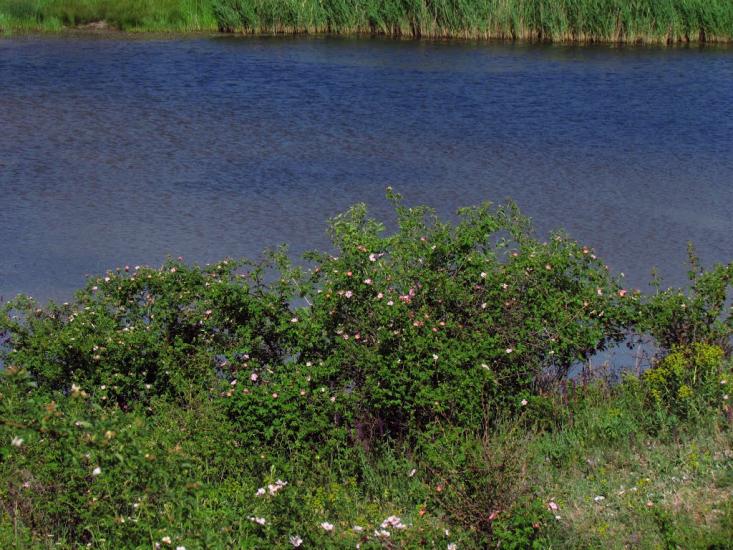 Матроно-Василівка з panoramio.com - Матроно-Василівка