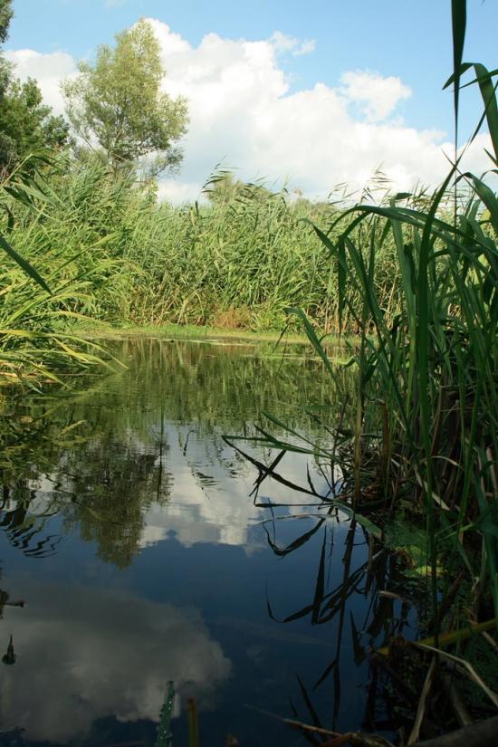 Деменці з panoramio.com - Dementsi