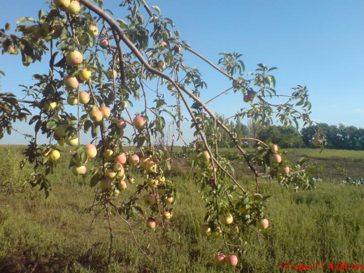 Новоборовиці з panoramio.com - Novoborovytsi