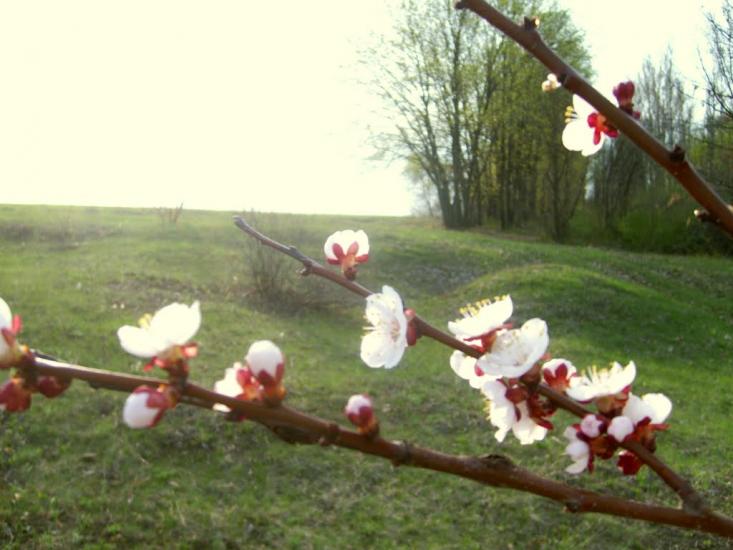 Зорянське з panoramio.com - Zoryanske