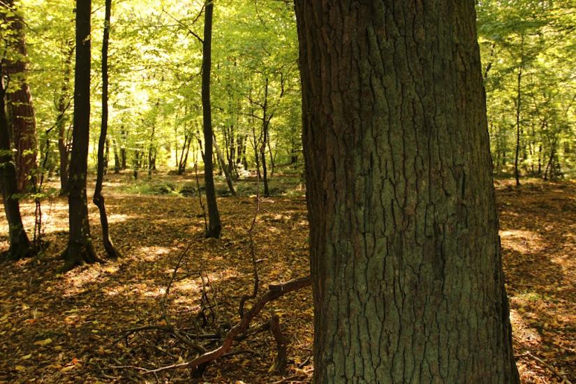 Шкло з panoramio.com - Shklo