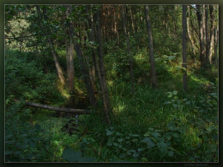 Дев'ятир з panoramio.com - Девятир