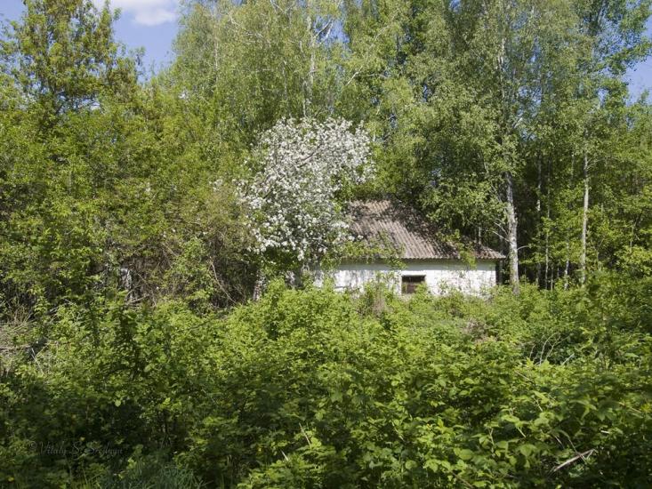 Дитятки з panoramio.com - Дитятки