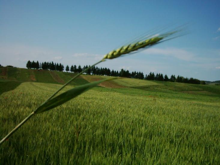 Бобрівники з panoramio.com - Бобрівники