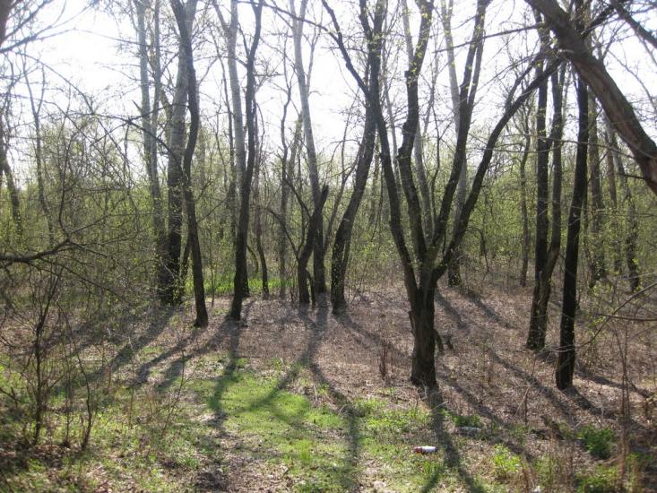 Плавні з panoramio.com - Плавни