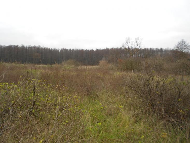 Деменці з panoramio.com - Dementsi