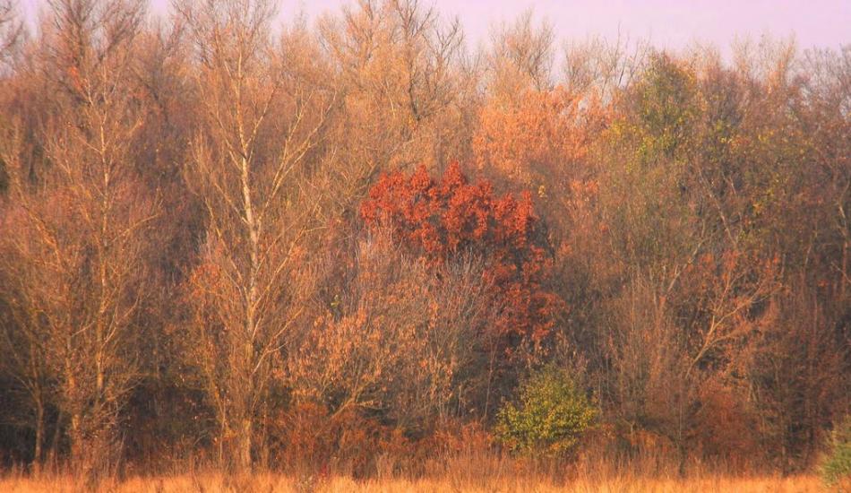 Марганець з panoramio.com - Марганец
