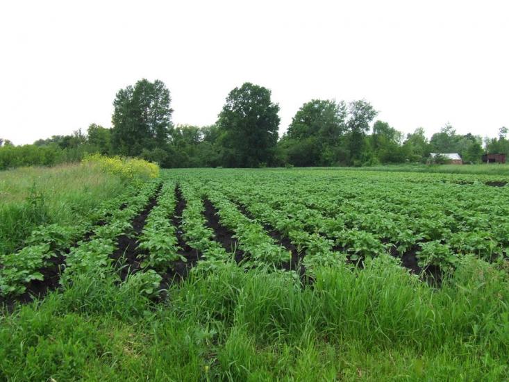 Рубанка з panoramio.com - Рубанка