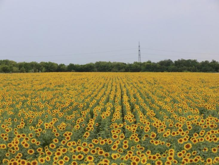 Кремінець з panoramio.com - Кременец