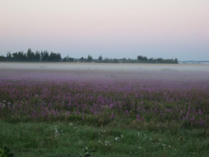 Поле, поле... - Седлище