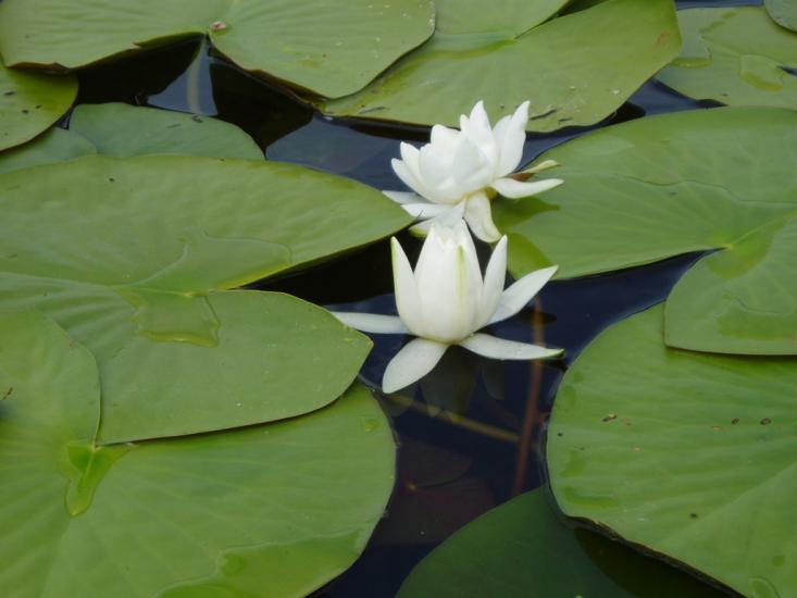 Сокільники з panoramio.com - Сокільники