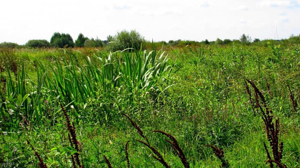 Кузнецовськ з panoramio.com - Varash