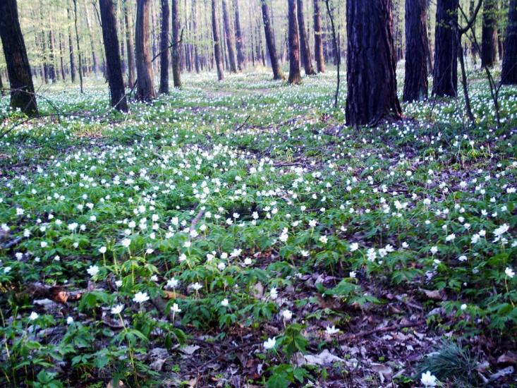 Смига з panoramio.com - Смига