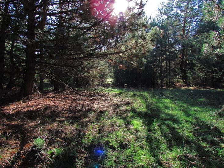 Твердомедове з panoramio.com - Твердомедове