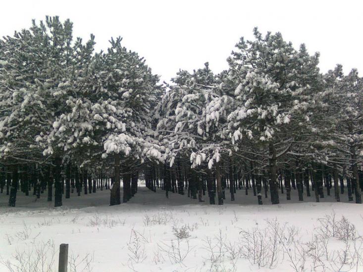 Малокаховка з panoramio.com - Малокаховка
