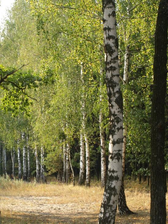 Пороскотень з panoramio.com - Пороскотень