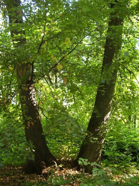 Рибальське з panoramio.com - Рибальське
