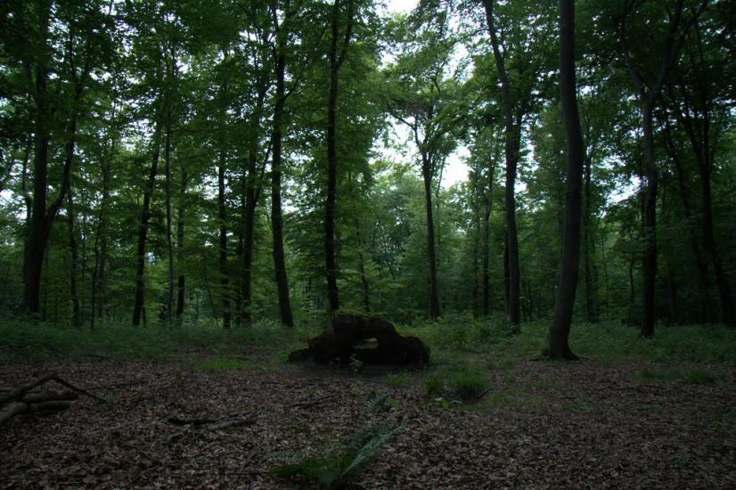 Дев'ятир з panoramio.com - Девятир