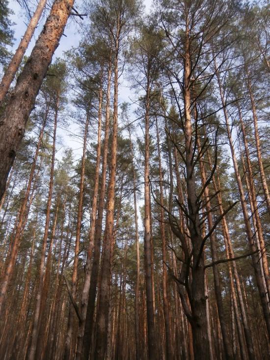 Деменці з panoramio.com - Деменці