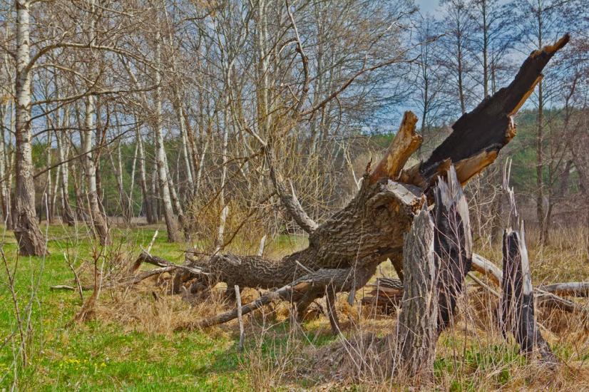 Першотравневе з panoramio.com - Першотравневе