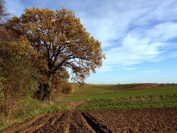 Корчів з panoramio.com - Корчів