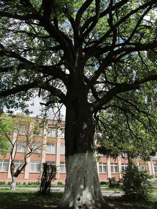 Понінка з panoramio.com - Poninka