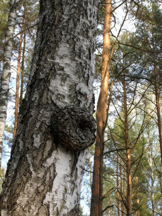 Гута-Камінська з panoramio.com - Guta-Kaminska