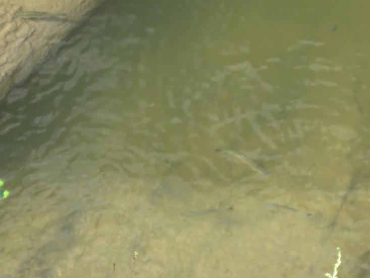 Осіч з panoramio.com - Осіч