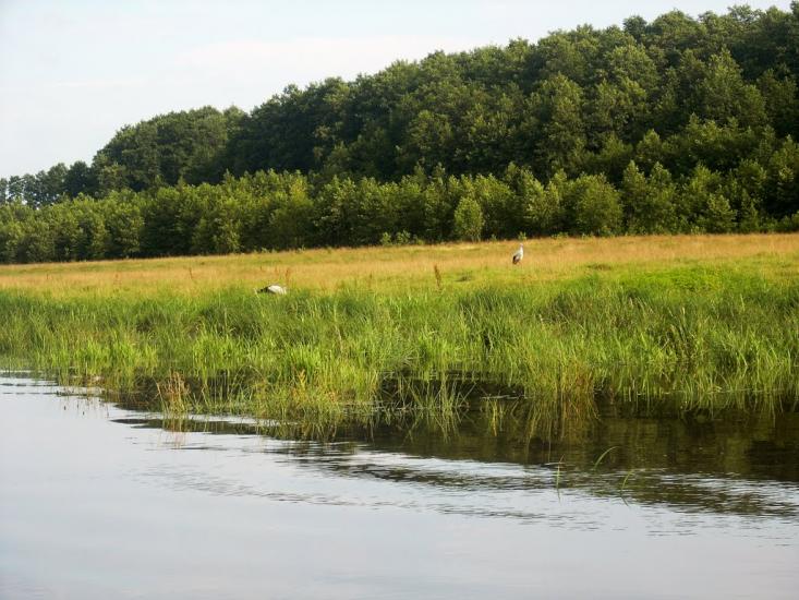Березова Гать з panoramio.com - Березова Гать