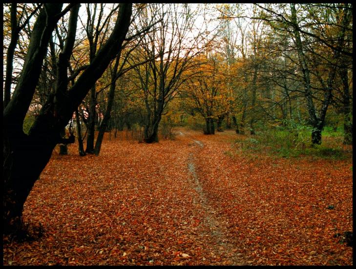 Бужанка з panoramio.com - Бужанка