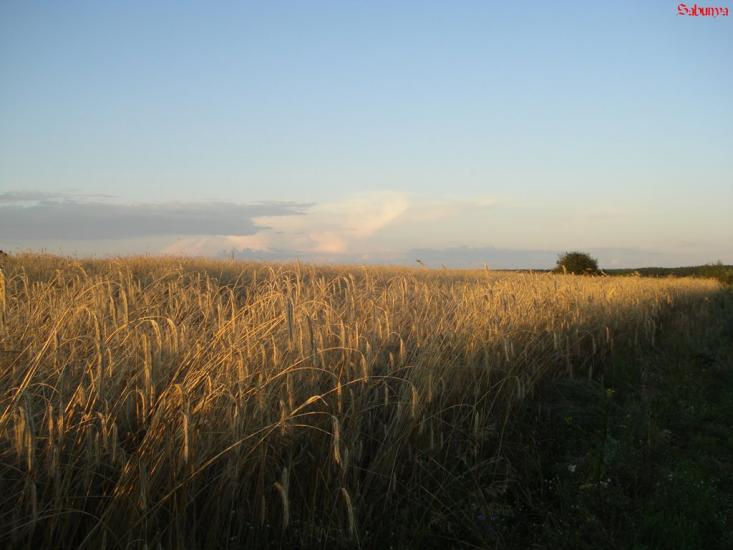 Топільне з panoramio.com - Топільне