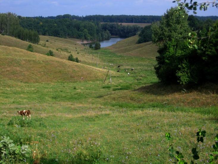 Буйвалове з panoramio.com - Буйвалове