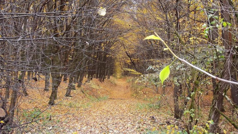 Лаврів з panoramio.com - Лавров